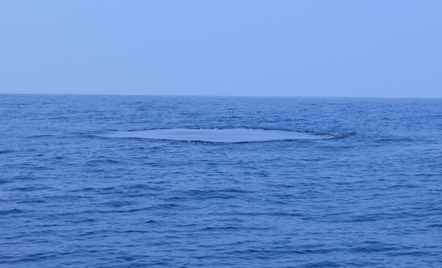 3 Whale imprint
