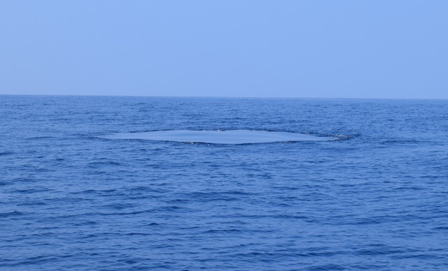 3 Whale imprint