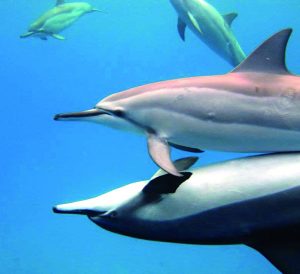 Delfine Hawaii