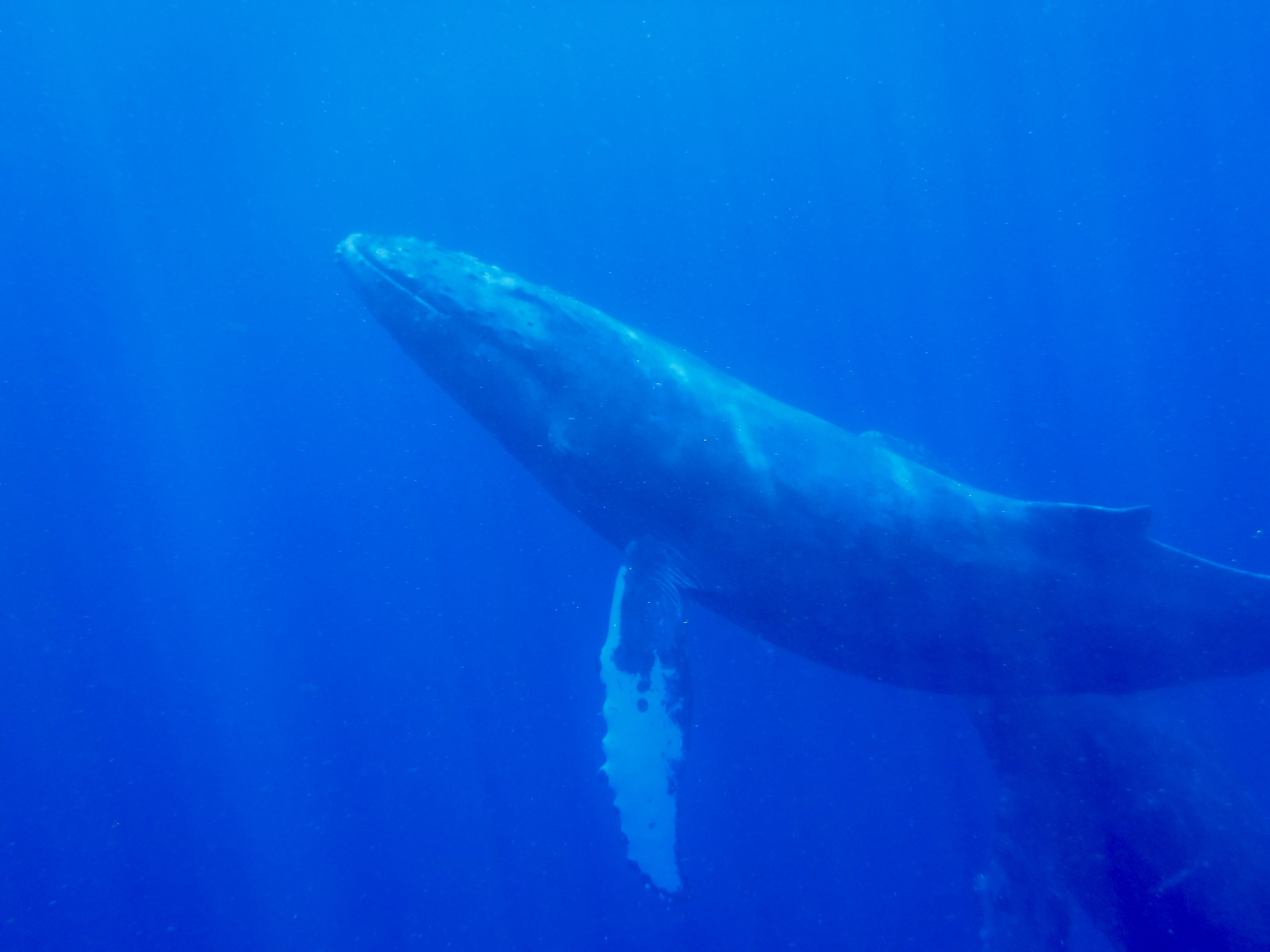 Wale Hawaii