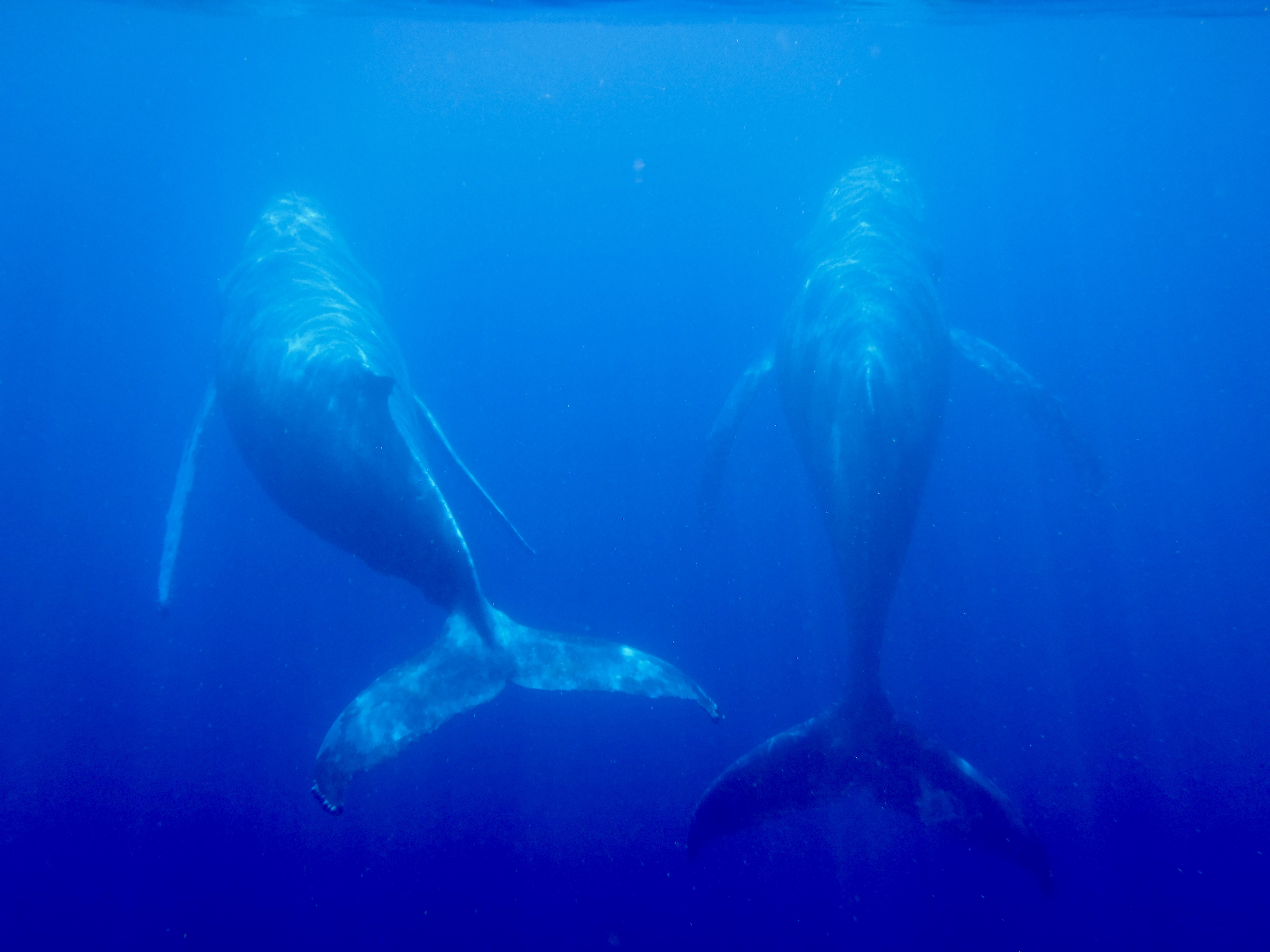Wale Hawaii