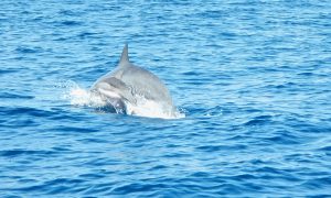 dolphins hawaii
