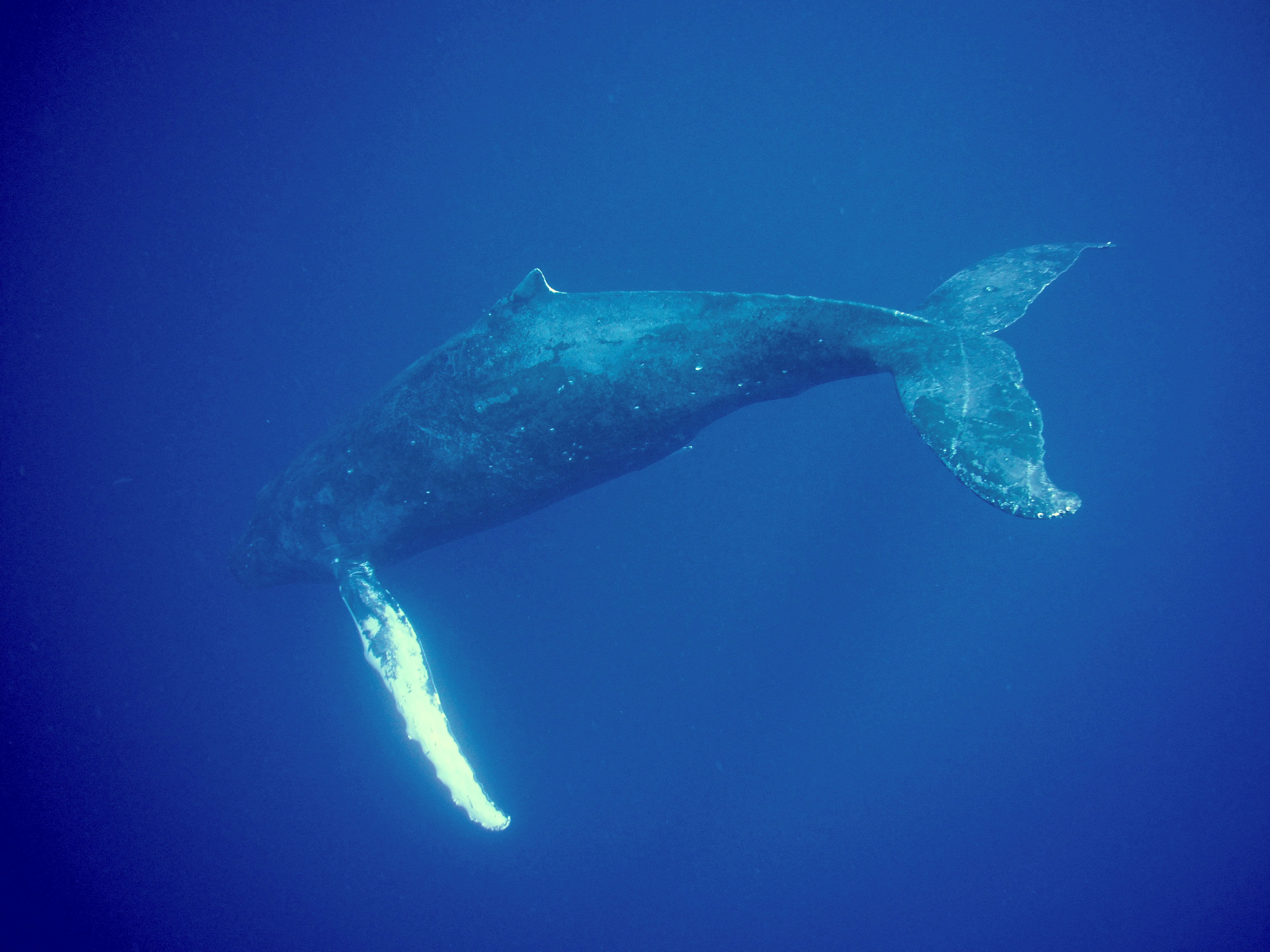 Schwimmen mit Walen Hawaii