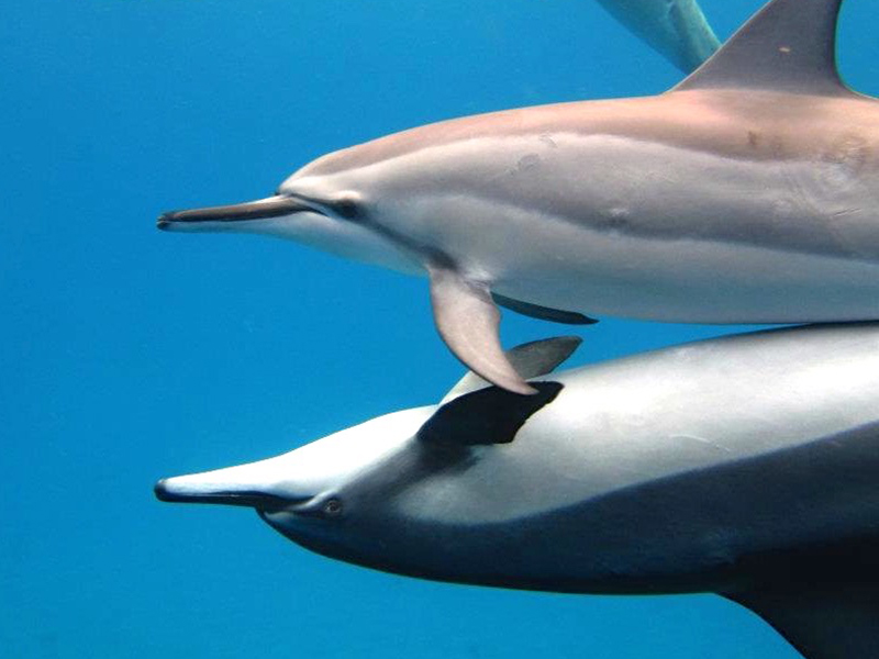 Schwimmen mit Delfinen Hawaii