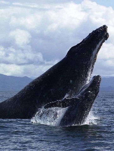Humpback Whale mom baby breach