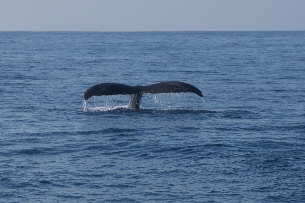 Schwimmen mit Walen in Hawaii