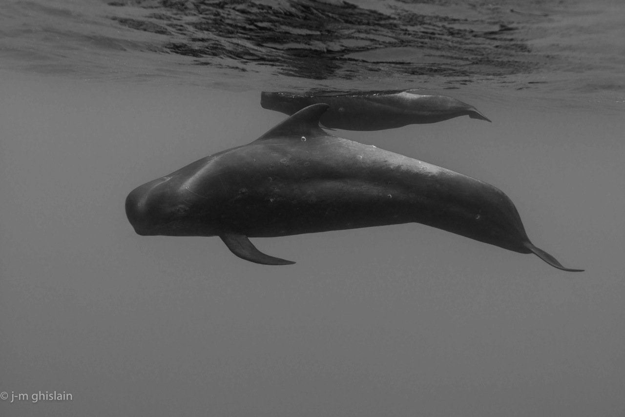 whale with baby