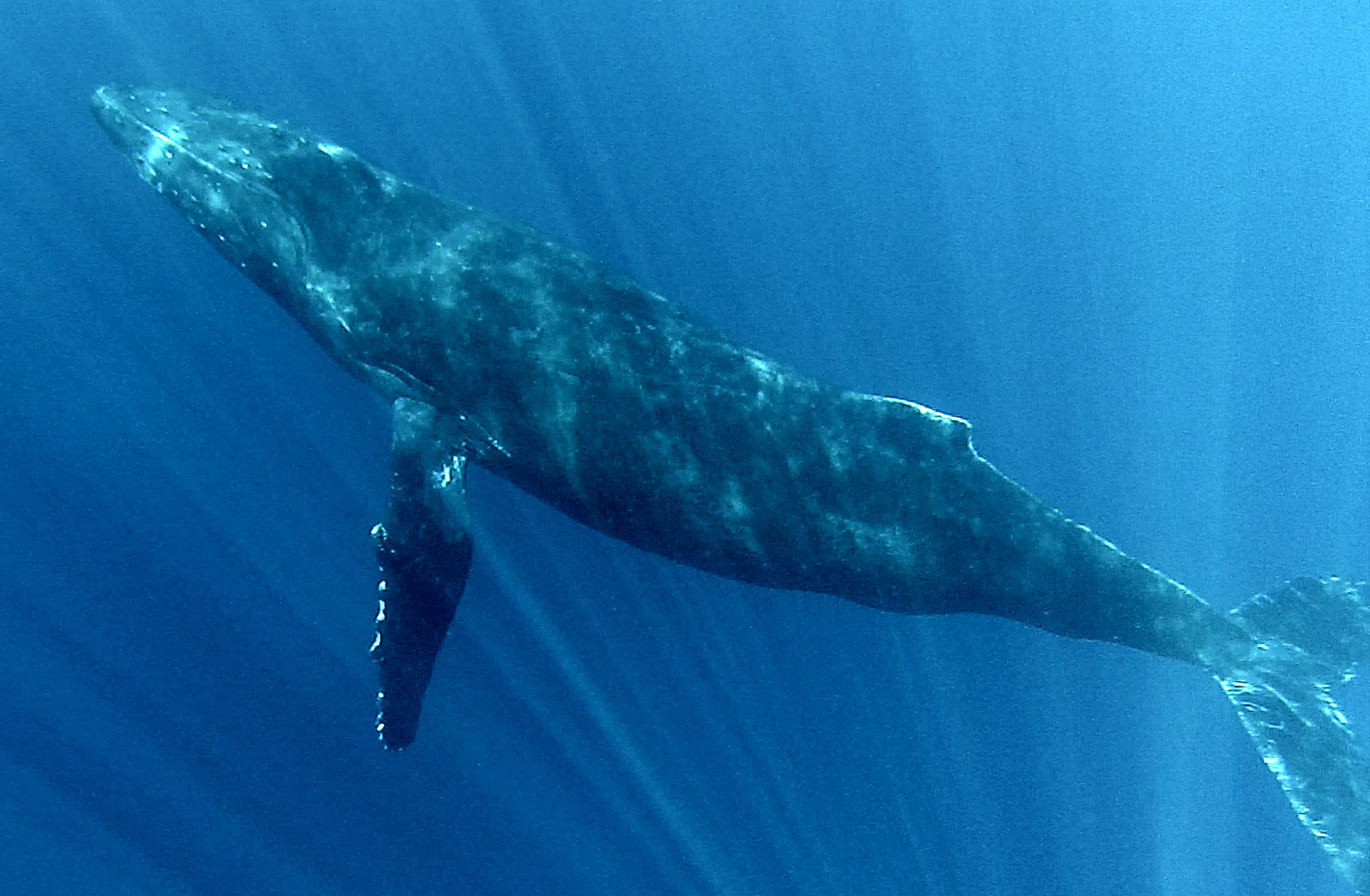 Schwimmen mit Wale
