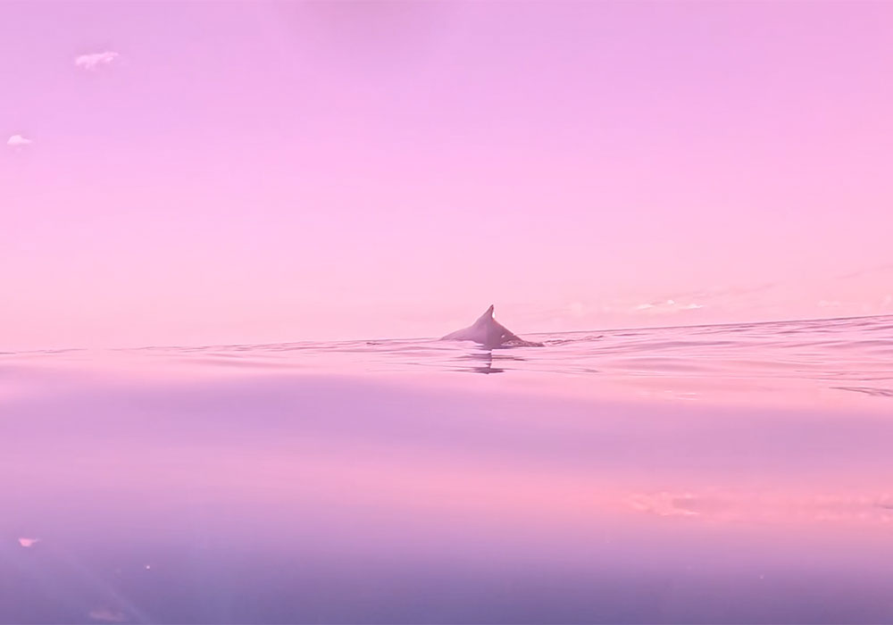 2'The-Whale-Quest_web