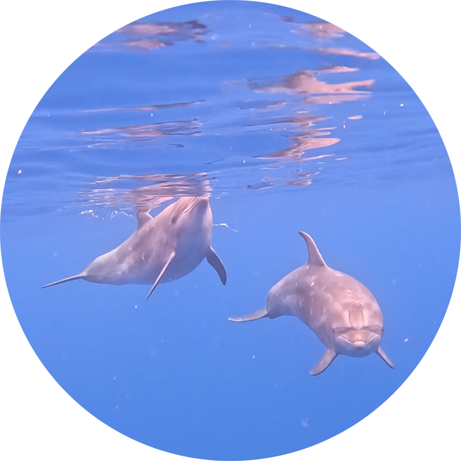 Bottlenose-Blacktip-Oceanic_900