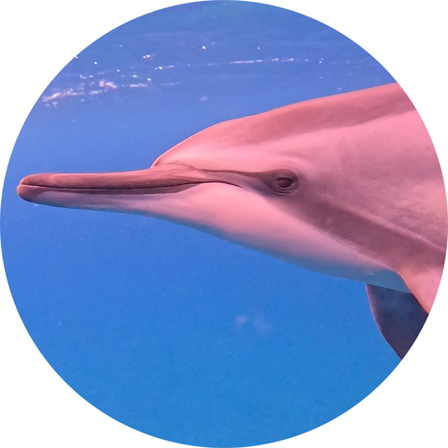 Epic-Dolphin-Welcoming_900