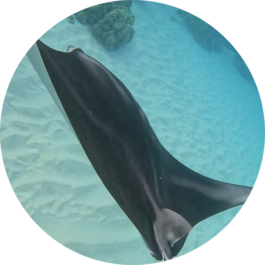 Gracefully-being-a-Manta-Ray_900