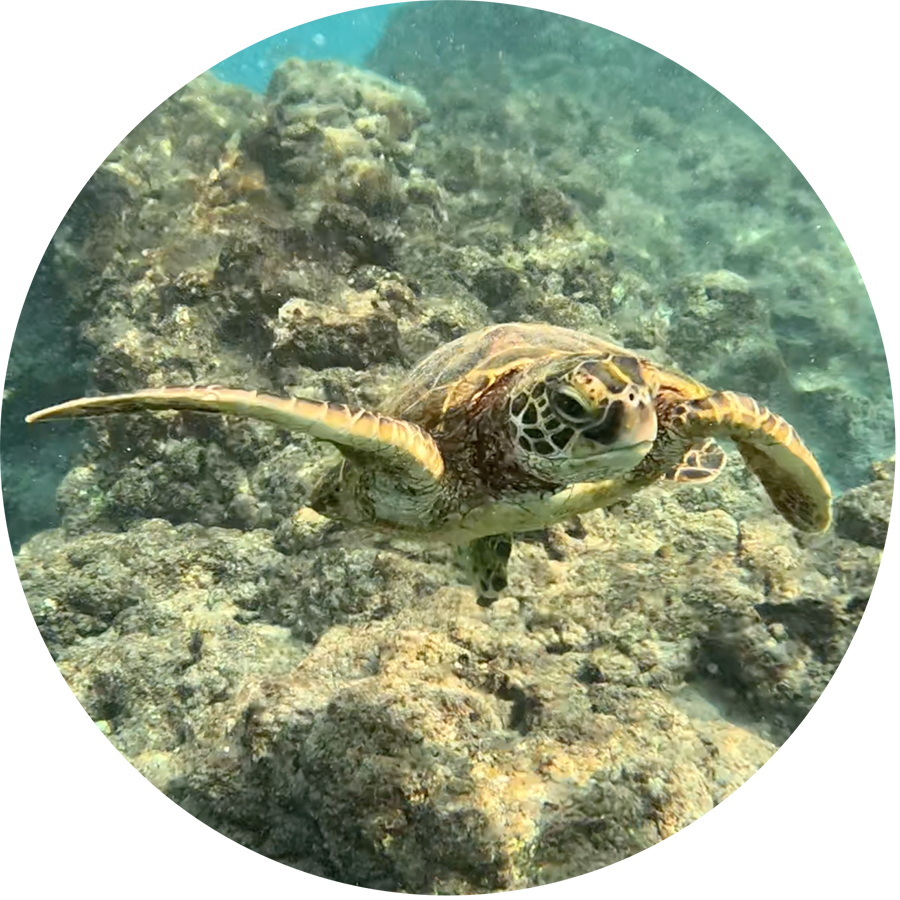 Hawaiian-Turtle-Beingness_900