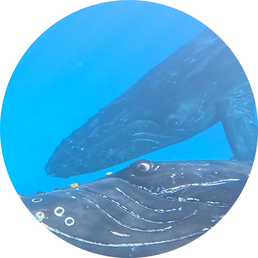 Humpback-Mother-Yearling-Dolphins_900