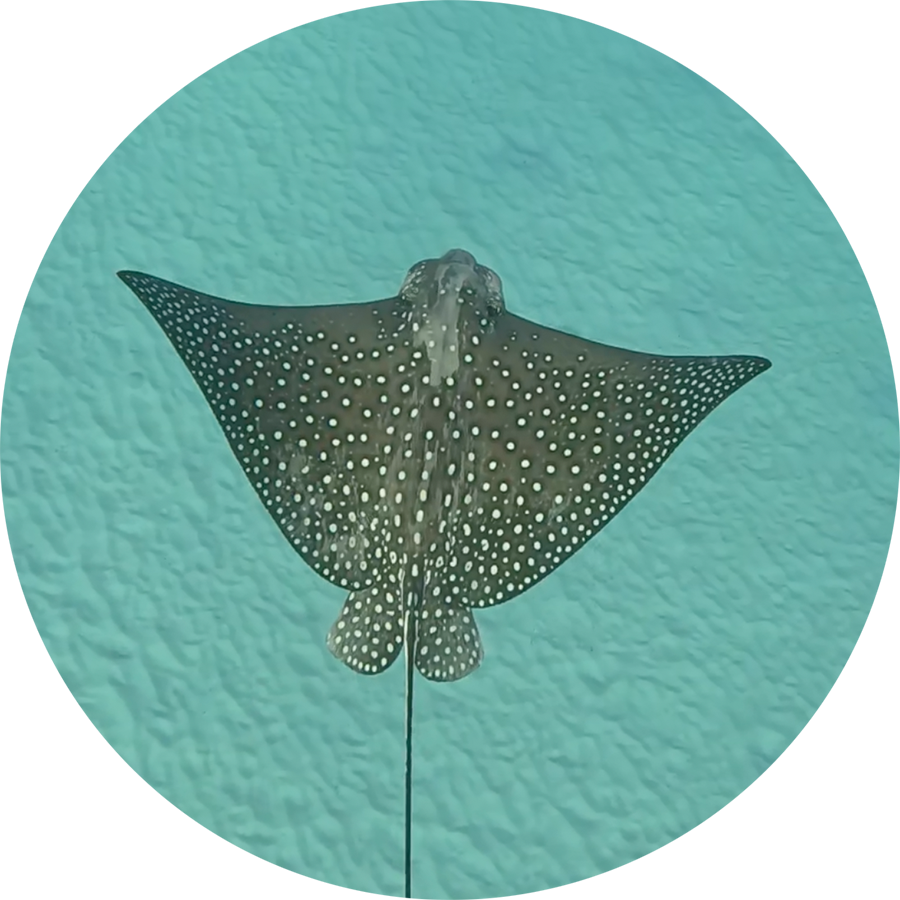 Magestic-Spotted-Eagle-Ray_900