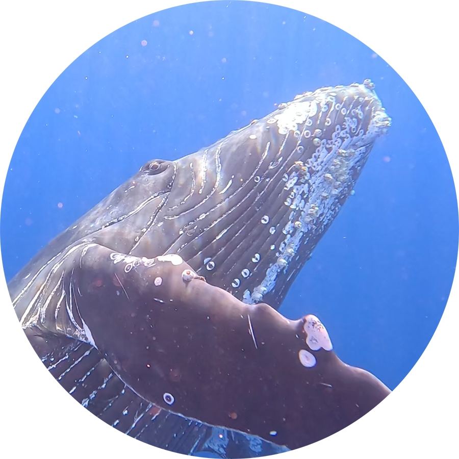 _Magnificent-Humpback-Yearling_900