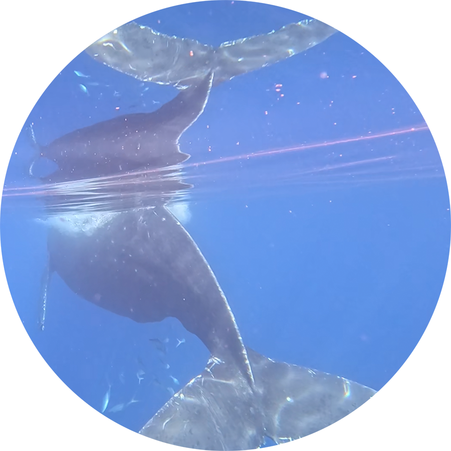 Singing-Humpback-Whale_900