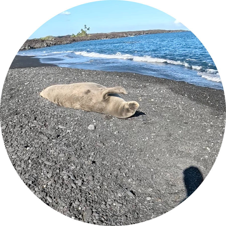 Sleepy-Hawaiian-Monk-Seal_900