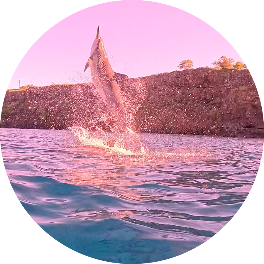 Spinning-Dolphin_900