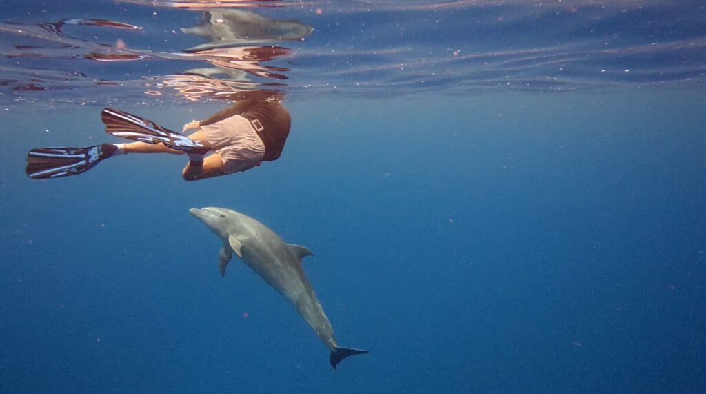 Bottlenose