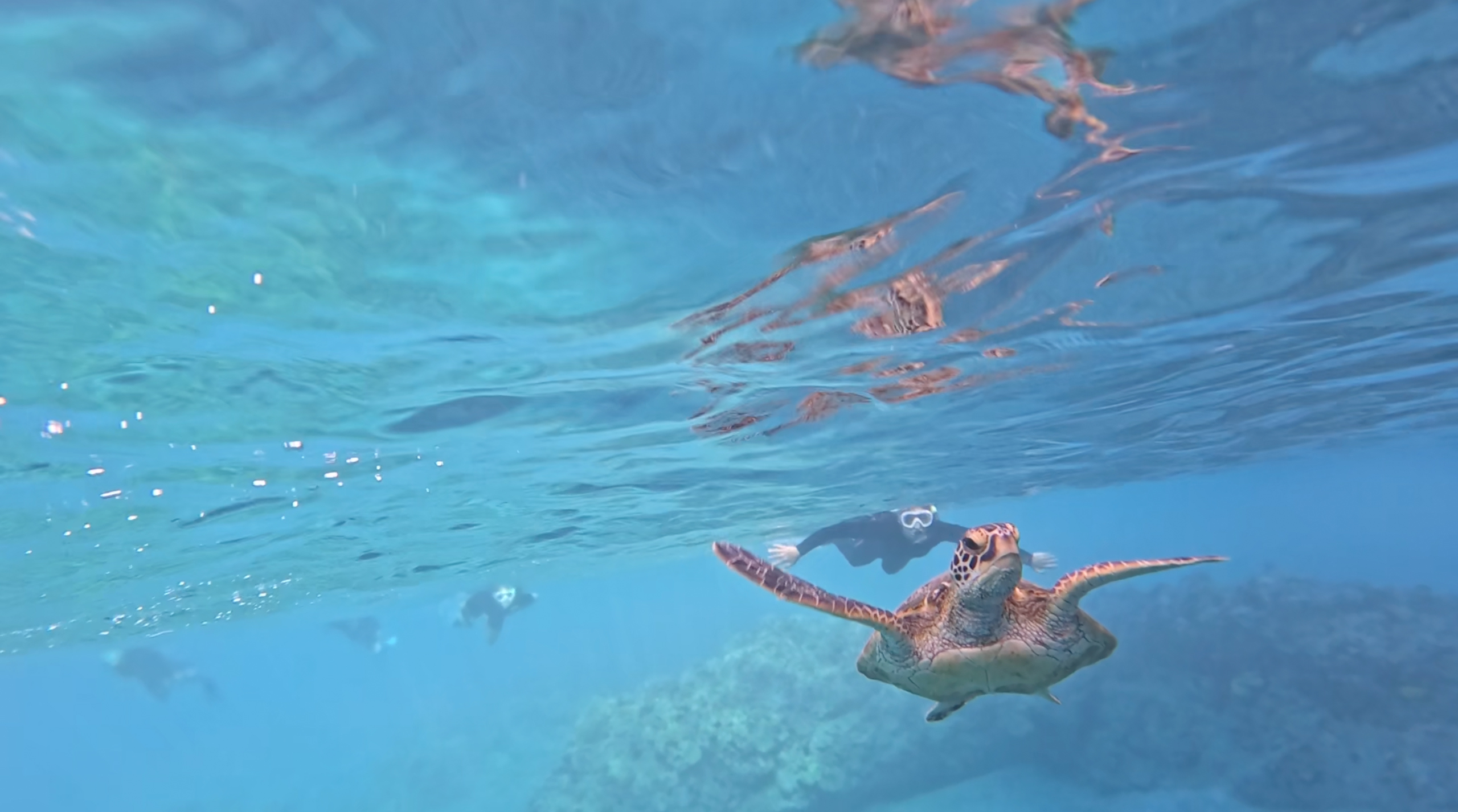 Family with a turtle