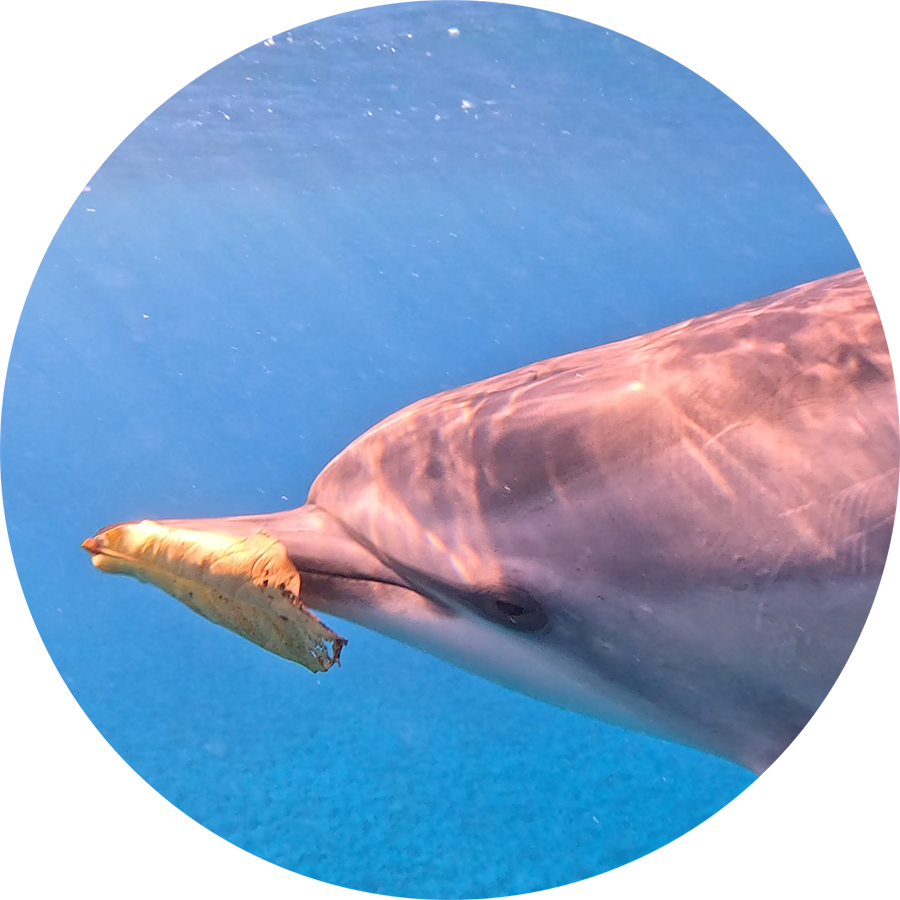 Dolphin-Leaf-Game-900