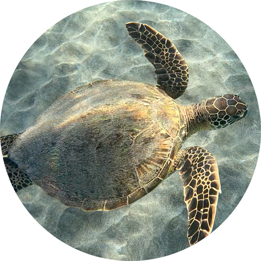 Drifting-Turtle_900