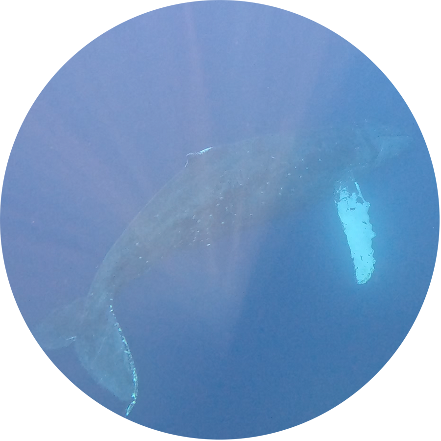 Elisabeth's-Whale-Song_900