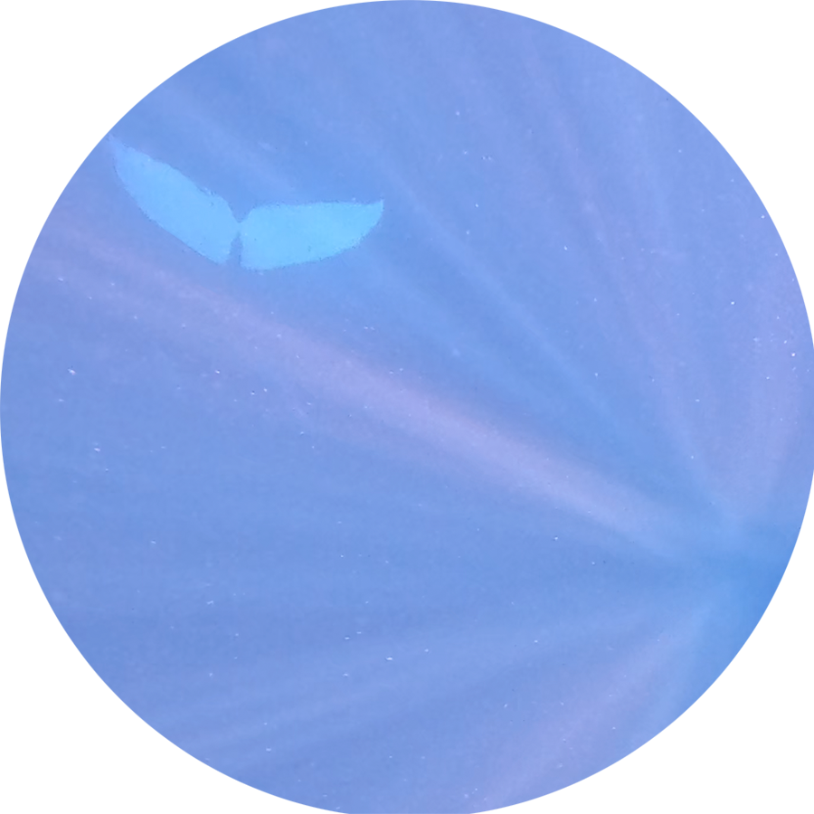 Jeffory's-Singing-Whale_900