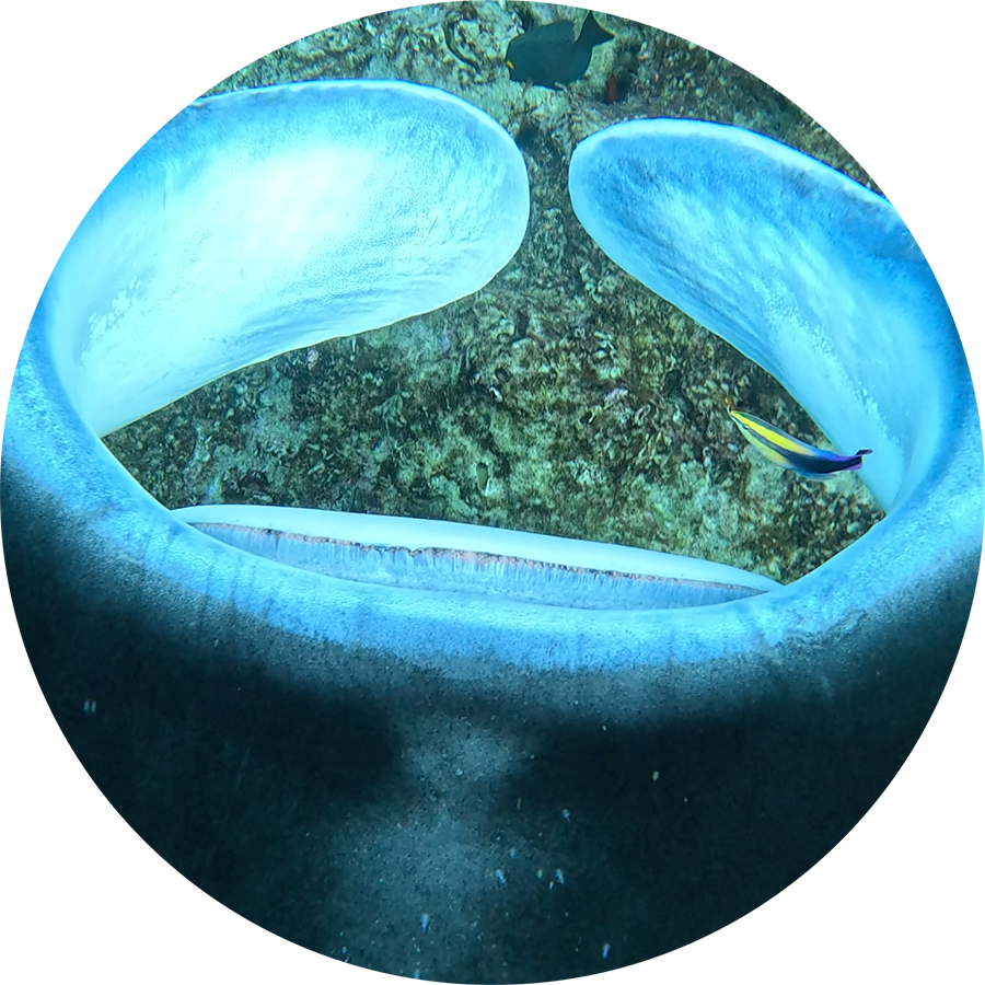 Manta-Ray-Energy_900