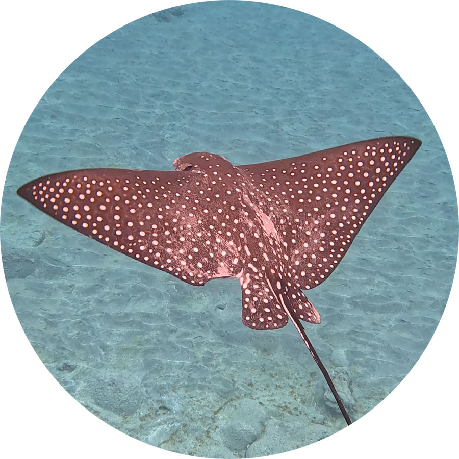 Spotted-Eagle-Ray_900