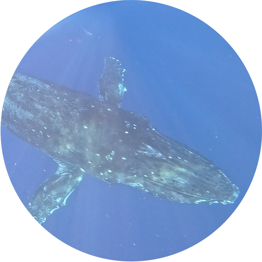 Stefan's-Whale_900