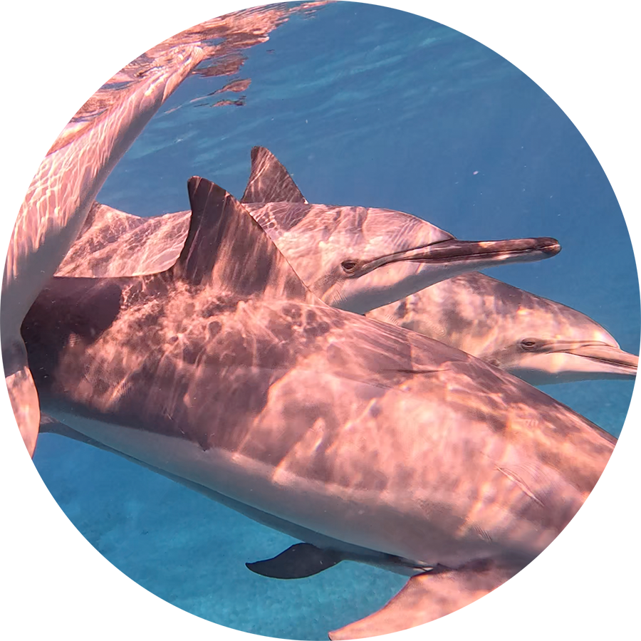 The-Dolphin-Connection_900