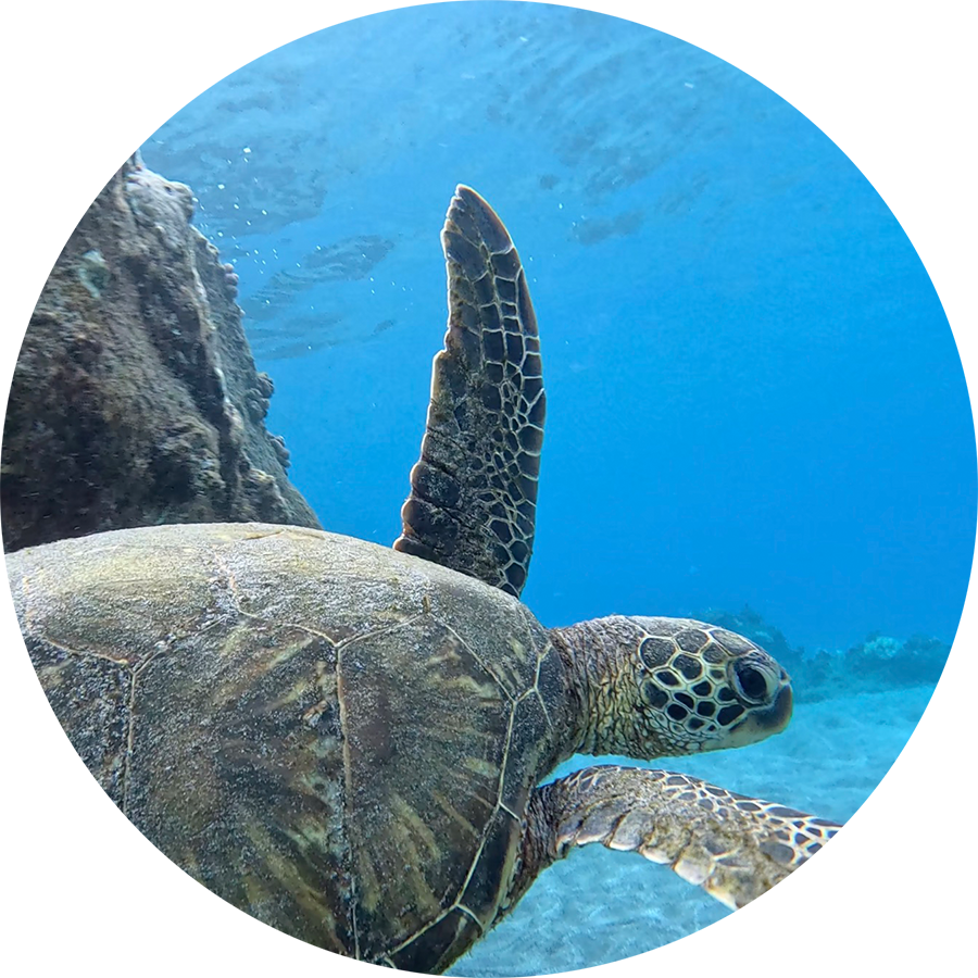 Turtle-Medicine_900