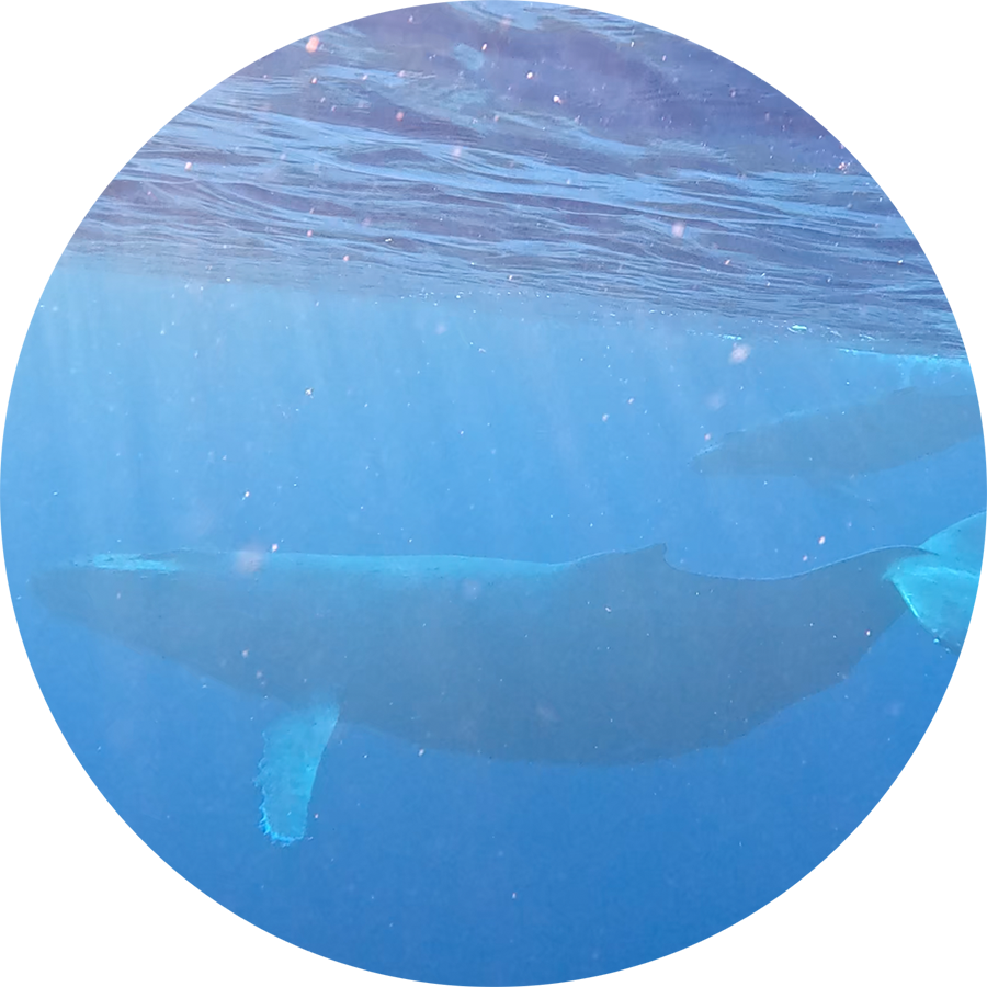 Whispering-with-Whales_900