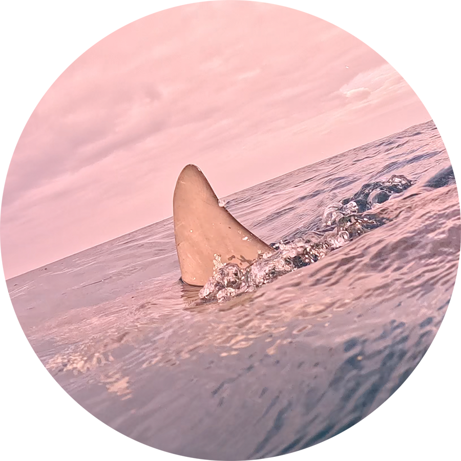 Whitetip-Reef-Sharks-&-Friends_900
